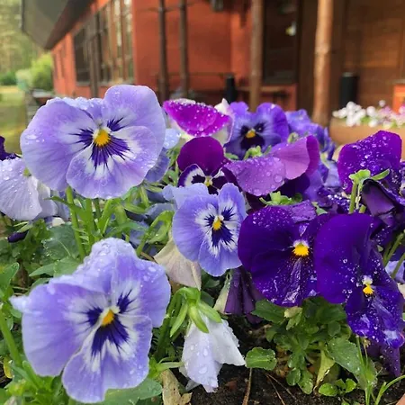 Osrodek Wypoczynkowy Wrzos Steszewko Hotel