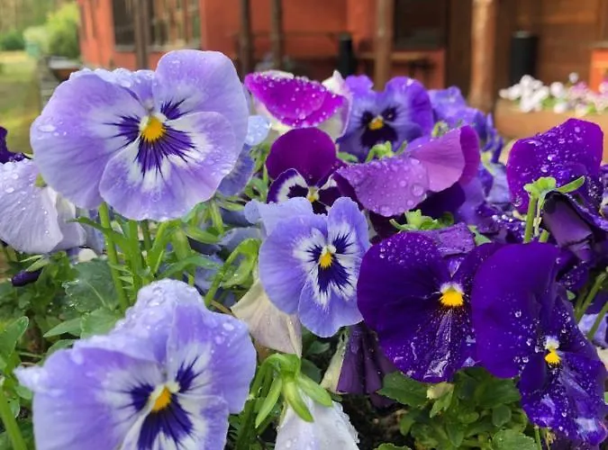 Osrodek Wypoczynkowy Wrzos Steszewko Hotel